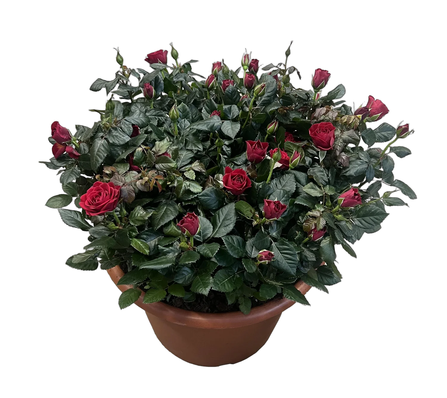 Роза красная Патио - Rosa Kordana D30 H55