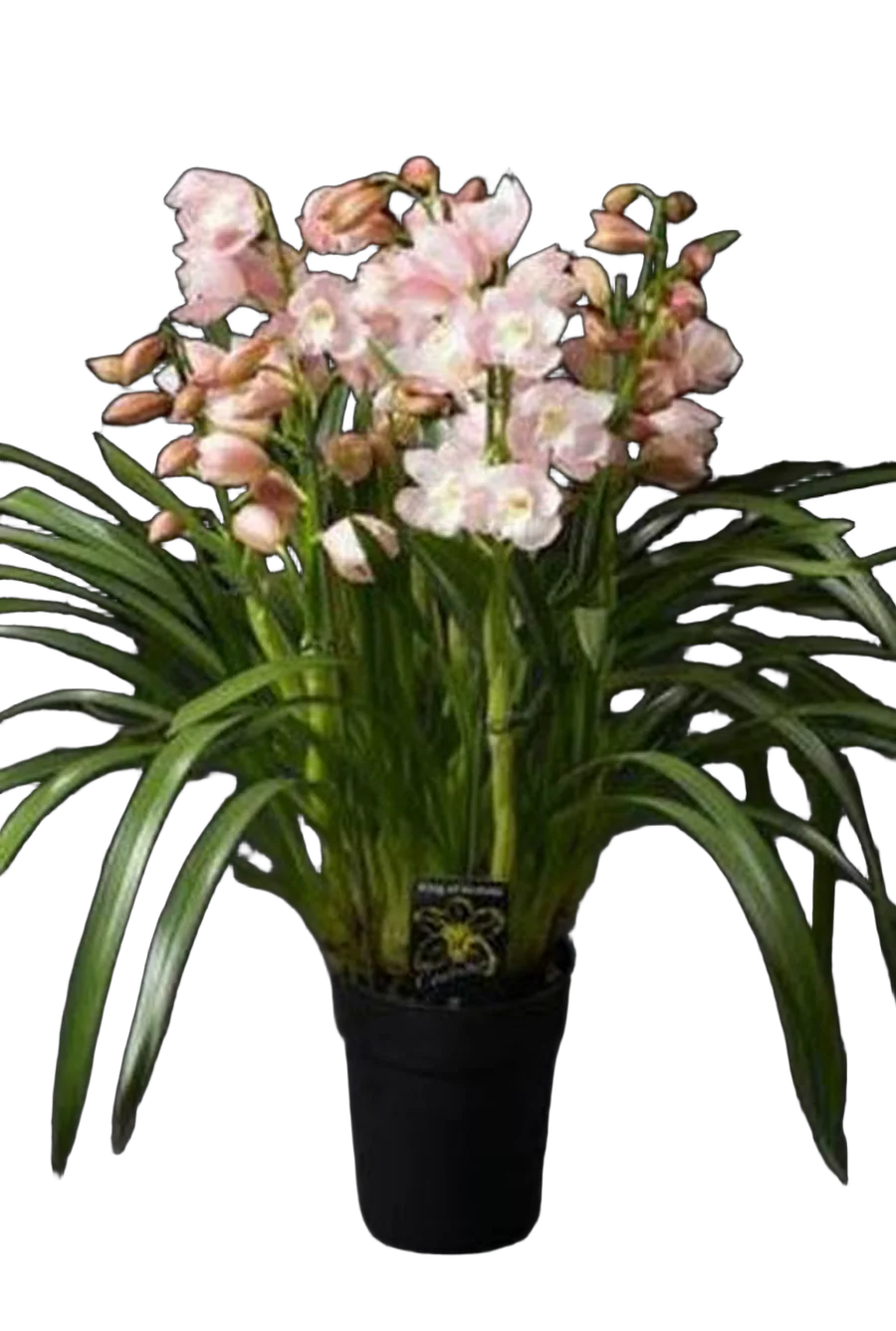Цимбидиум Enzan Spring - Cymbidium D18 H90