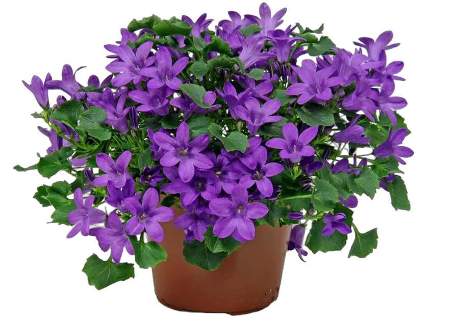 Кампанула Гет Ми пурпурная - Campanula D11 H15