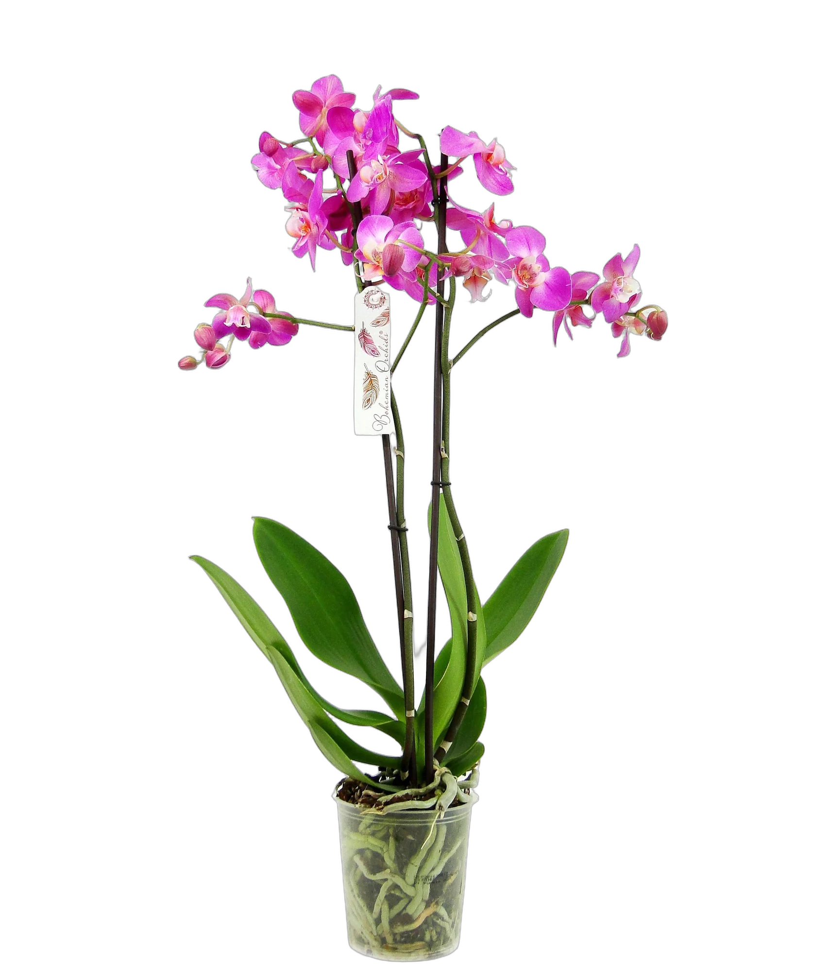 Фаленопсис гигантский 1 цветонос - Phalaenopsis gigantea Alfonco Moreno D15 H100