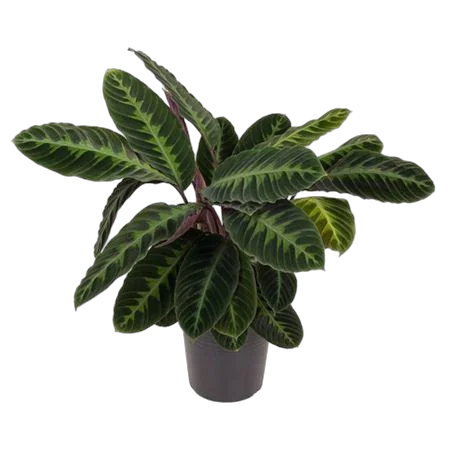 Калатея Варшевича - Calathea warscewiczii D24 H80