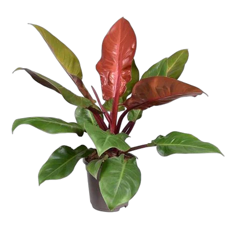 Филодендрон Принц Оранж - Philodendron Prince Of Orange D17 H50