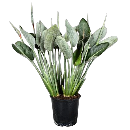 Стрелиция Королевская - Strelitzia Regina D27 H80