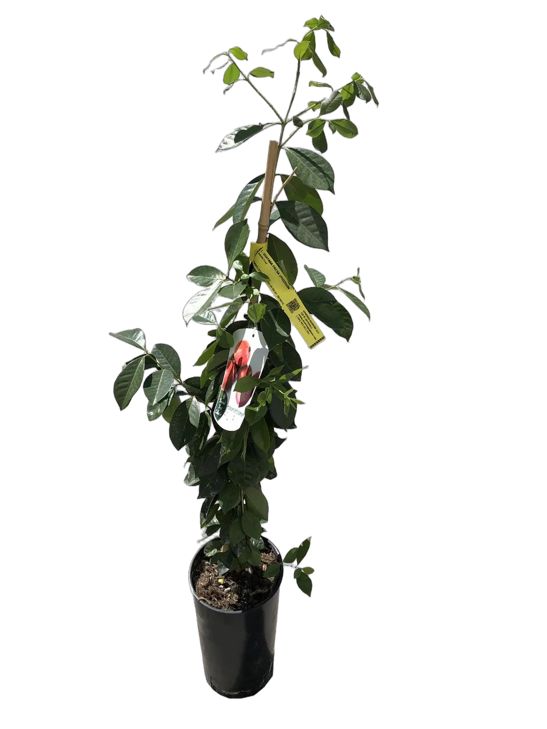 Земляничная гуава - Psidium cattleyanum D18 H110