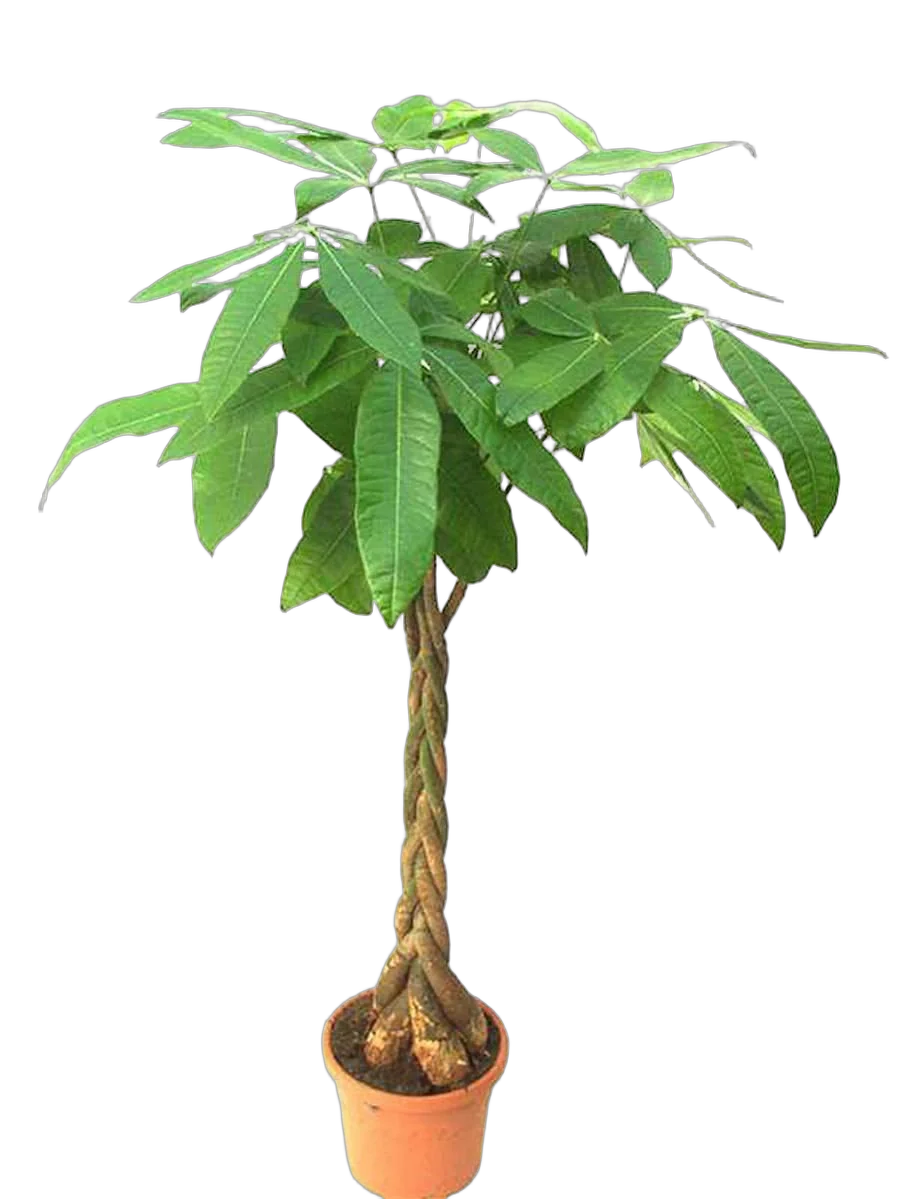 Пахира Акватика - Pachira D24 H140