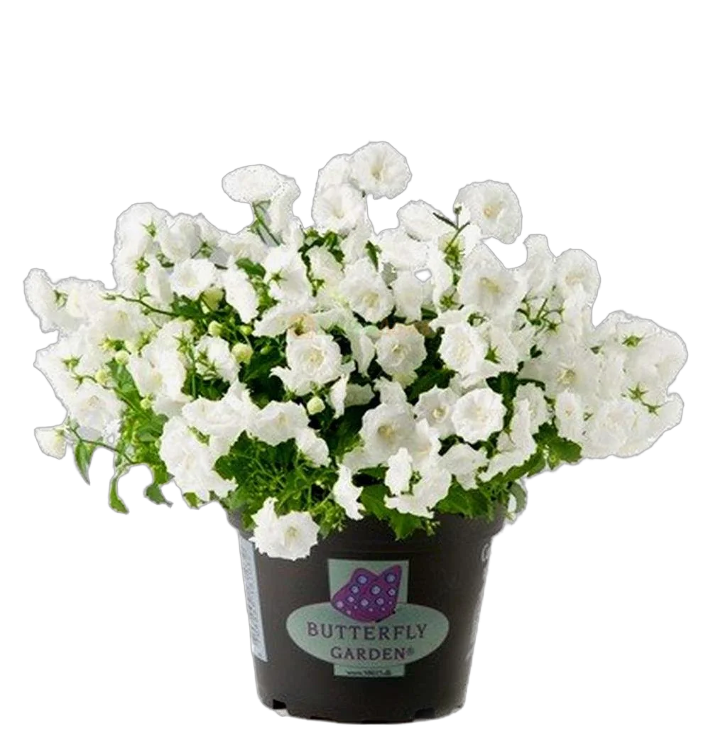 Кампанула белая махровая - Campanula D10 H17