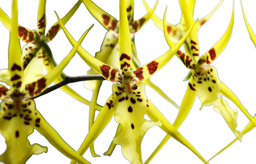 Брассия - Brassia Summer Dream 3 цветоноса D12 H50