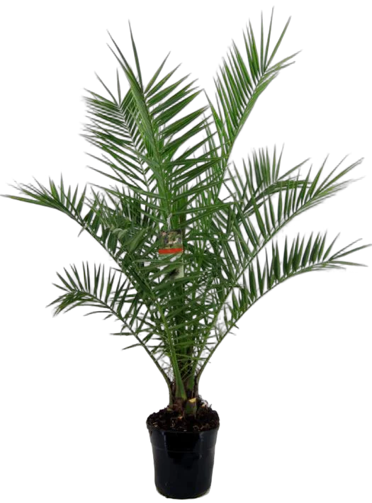 Пальма Финик Канарский - Phoenix canariensis D30 H210