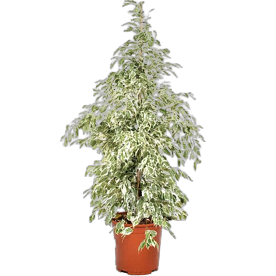 Фикус Бенджамина Твайлайт - Ficus Benjamina Twilight D21 H100