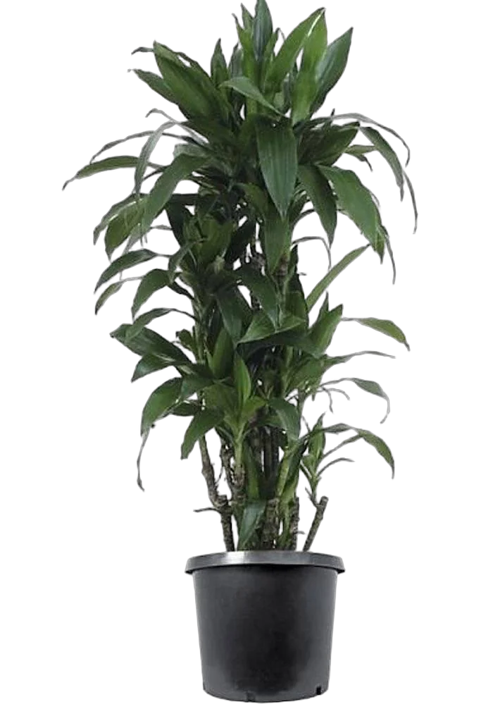 Драцена Джанет Крэйг куст - Dracaena deremensis "Janet Craig" D35 H160