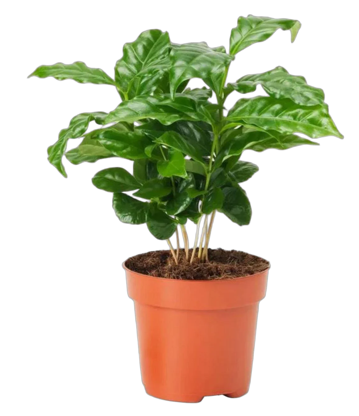 Кофейное дерево - Coffea D12 H30