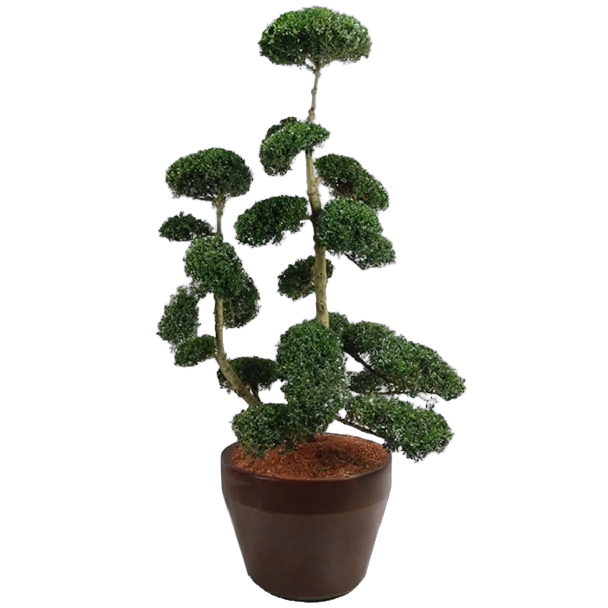 Бонсай Падуб, Дуб каменный, илекс - Bonsai Quercus ilex D55 H200