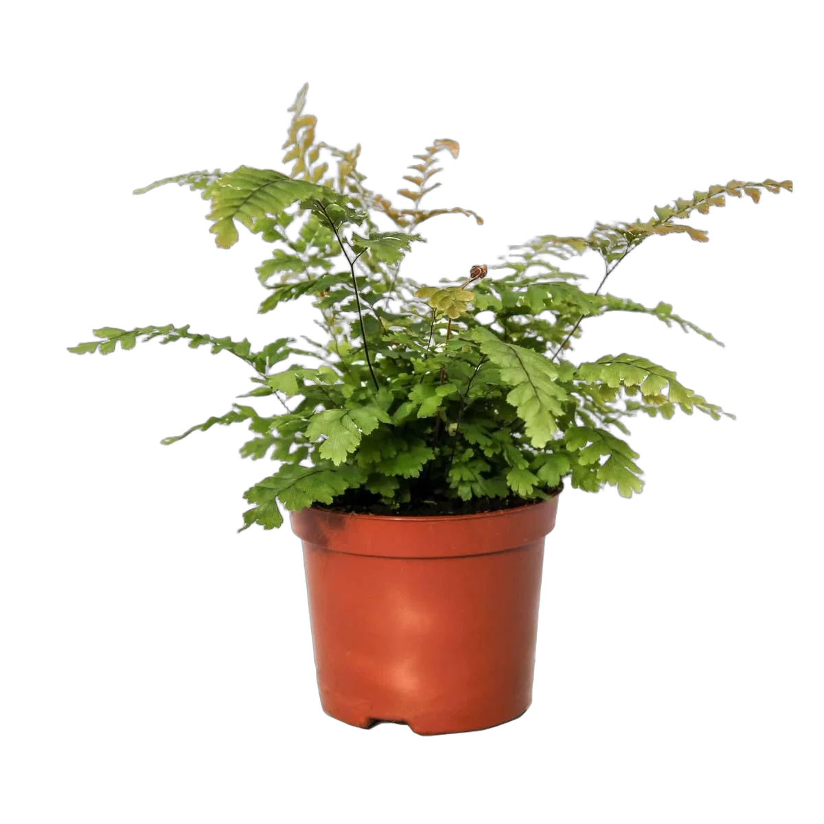 Адиантум мелкоопушенный - Adiantum hispidulum D9 H20