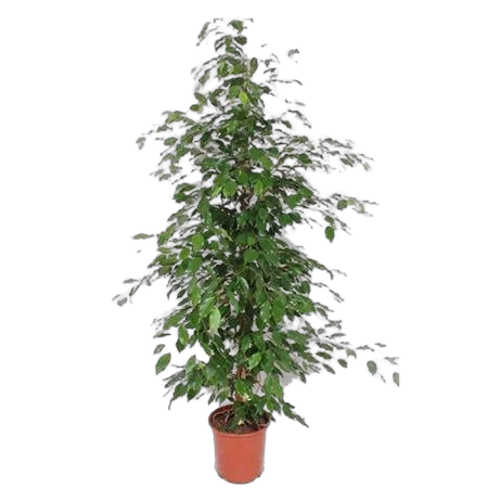 Фикус Бенджамина Экзотика - Ficus benjamina Exotica D32 H180