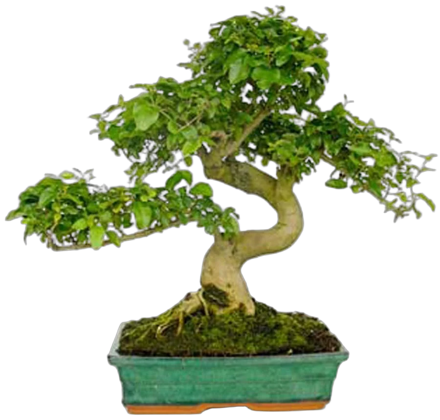 Бонсай Лигуструм D25 H35