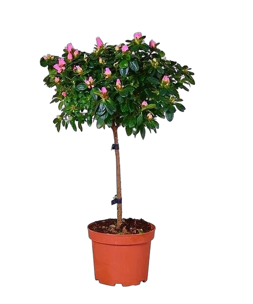 Азалия - Azalea D17 H65-70