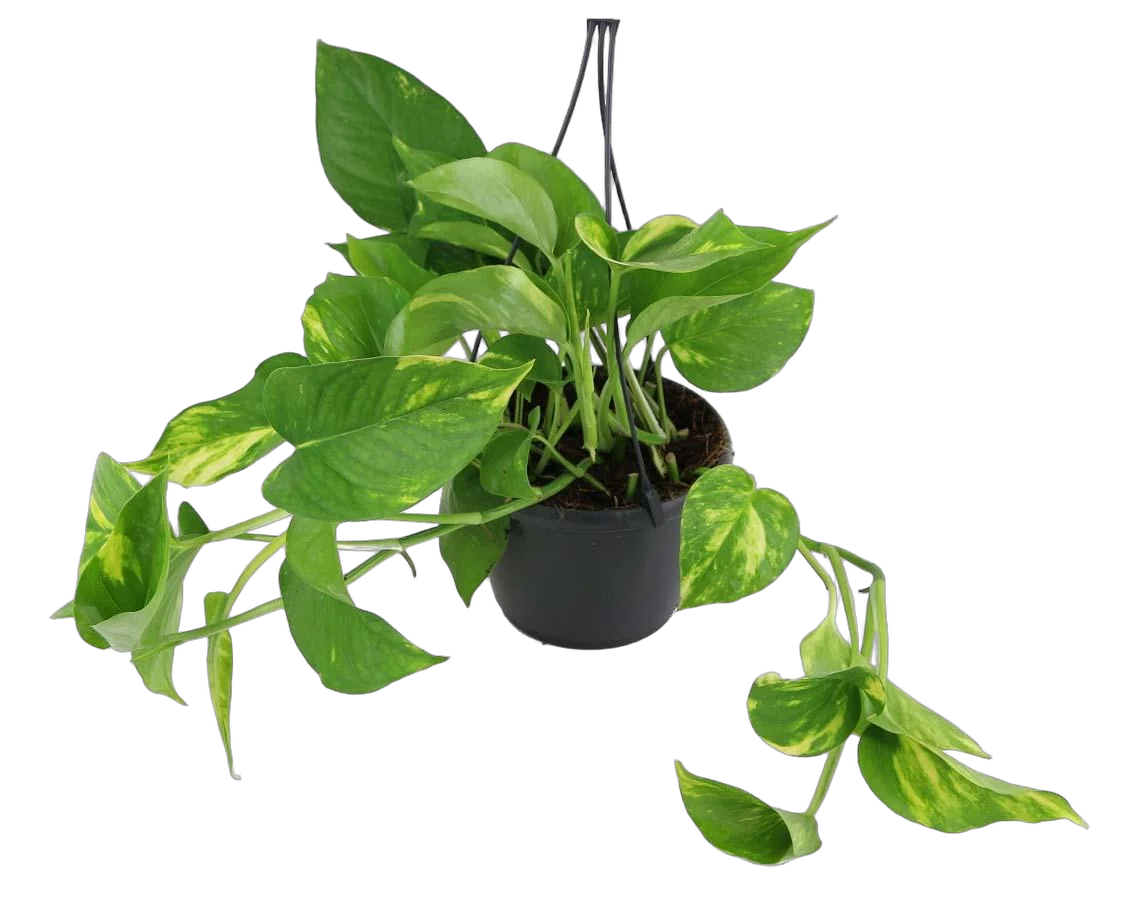 Эпипремнум Ауреум - Epipremnum Aureum D15 H25