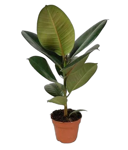 Фикус эластика Робуста - Ficus elastica Robusta D19 H55