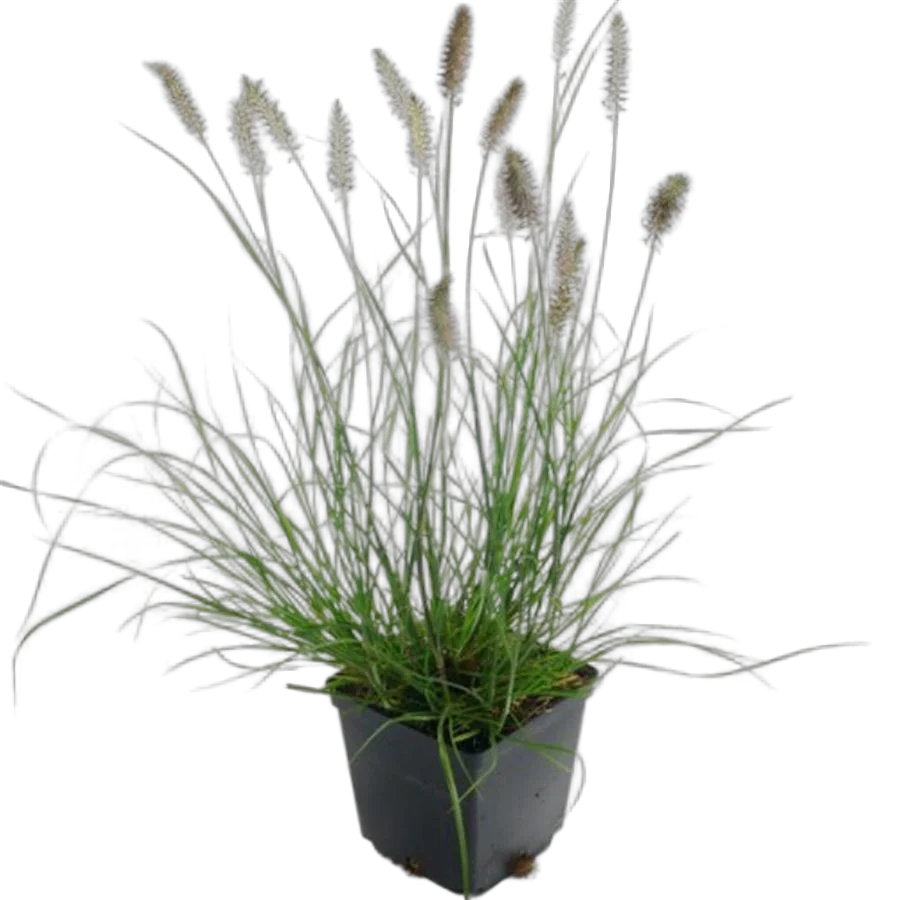 Пеннисетум лисохвостный Хамельн - Pennisetum alopecuroides Hameln Al D17 H50