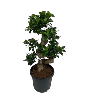 Бонсай Фикус Микрокарпа - Bonsai Ficus Ginseng D22 H60