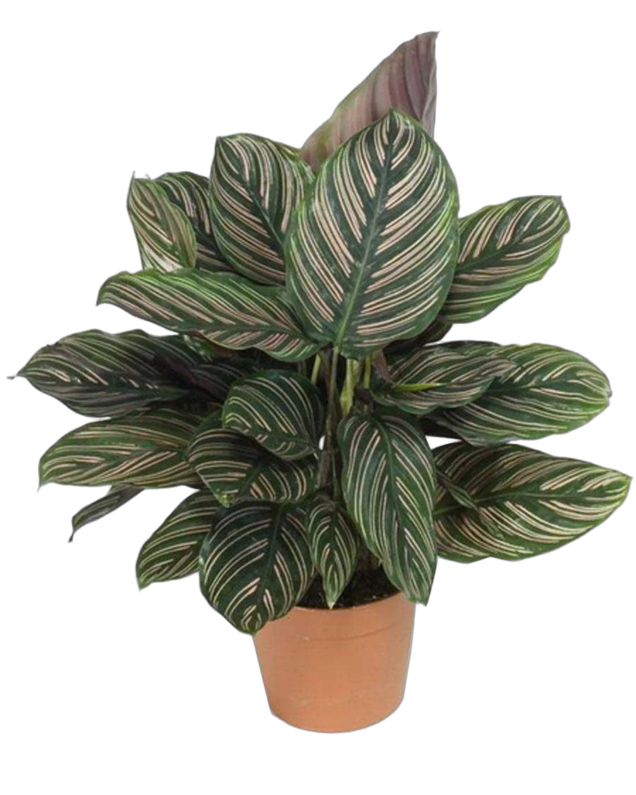 Калатея украшенная - Calathea ornata D12 H40