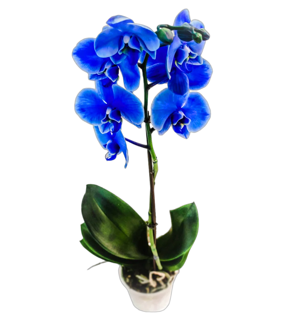Фаленопсис Синий - Phalaenopsis D14 H80