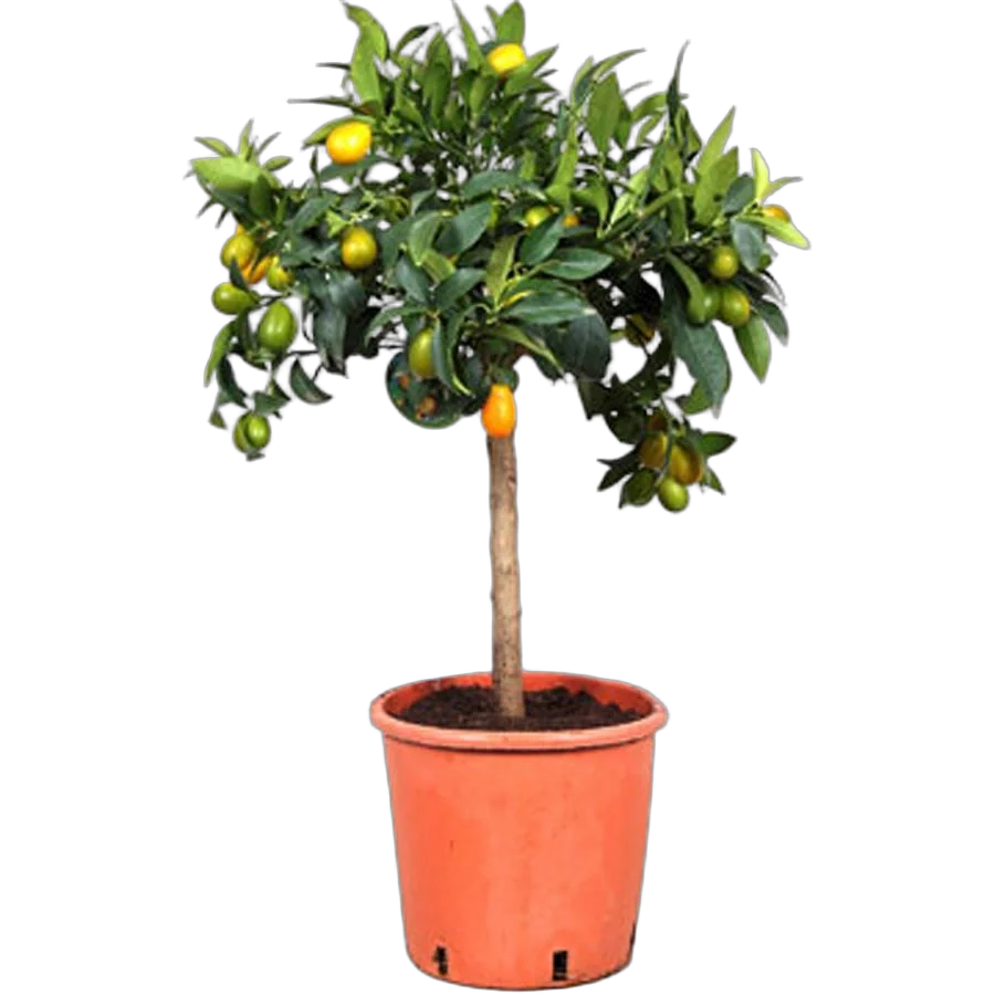 Кумкват - Kumquat D24 H80