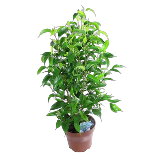 Фикус бенджамина Наташа - Ficus benjamina Natasja D12 H40