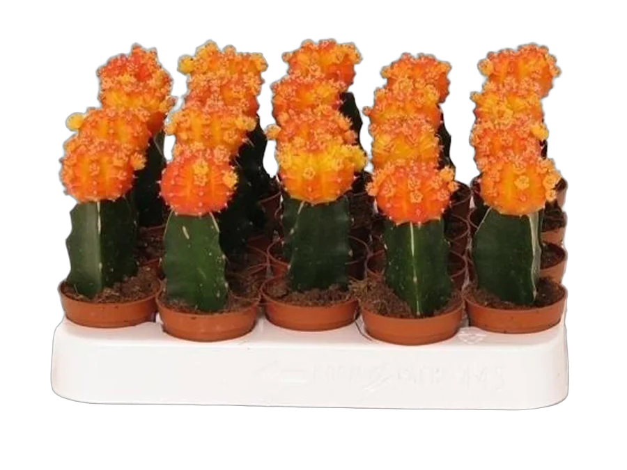 Гимнокалициум Михановича оранжевый - Gymnocalycium D5 H15
