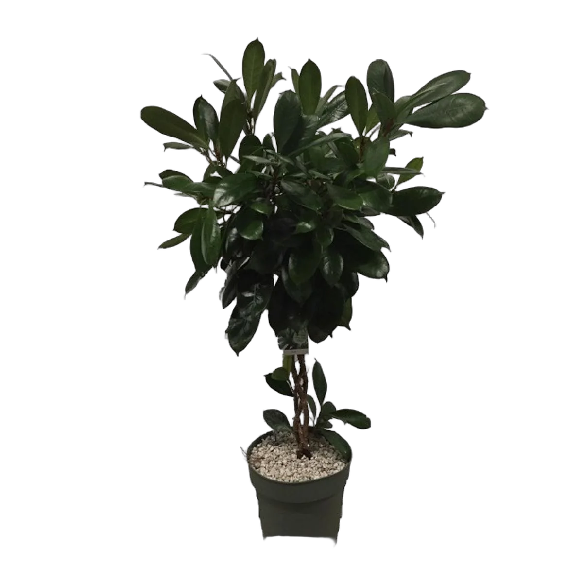 Фикус Циатистипула  - Ficus cyathistipula D27 H110