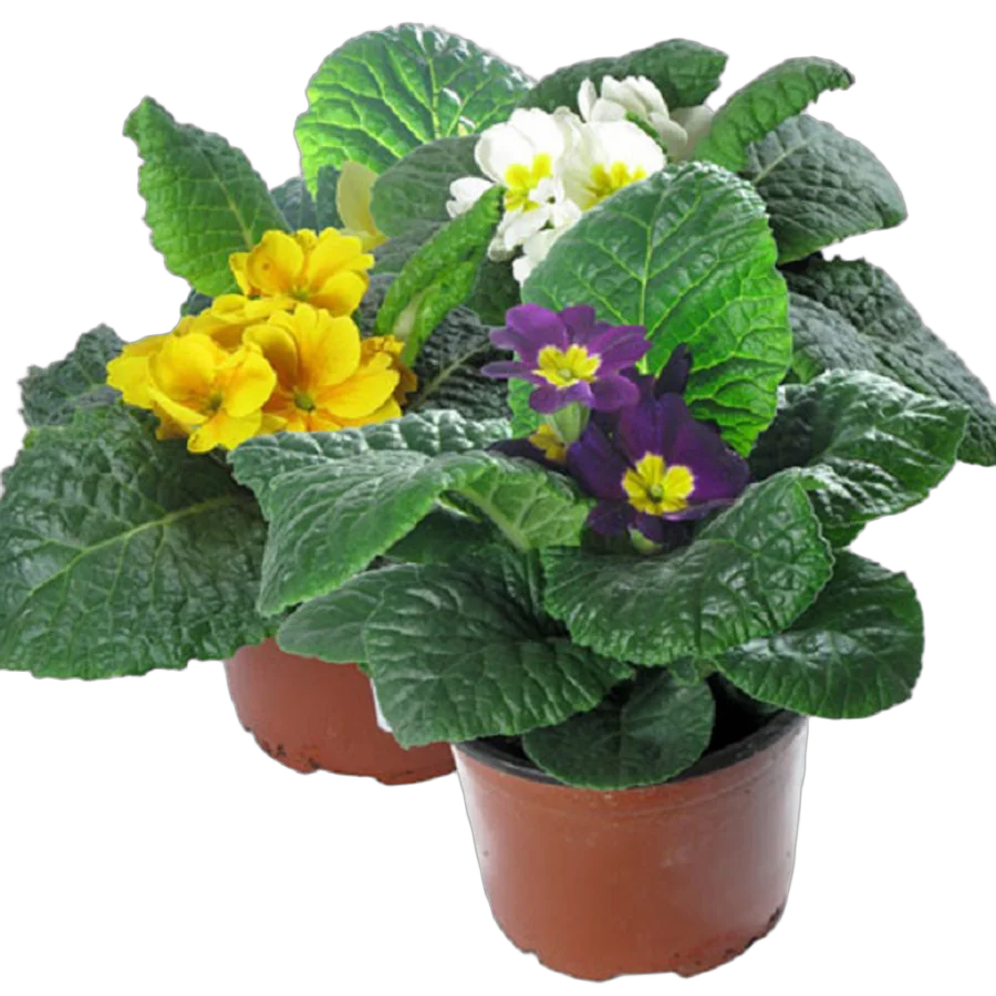 Примула обконика микс - Primula D12 H27