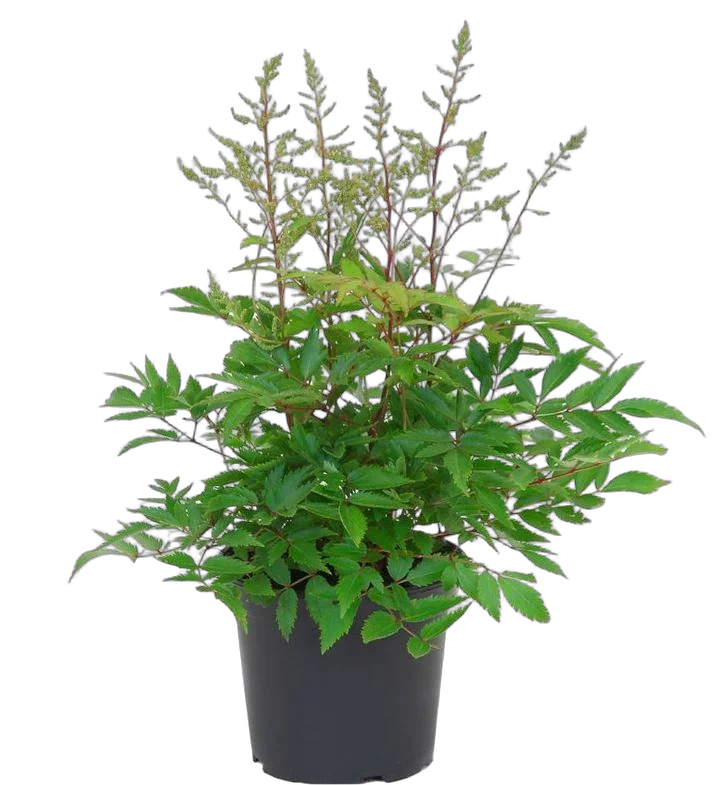 Астильба японская Кёльн - Astilbe Koln  D14 H40