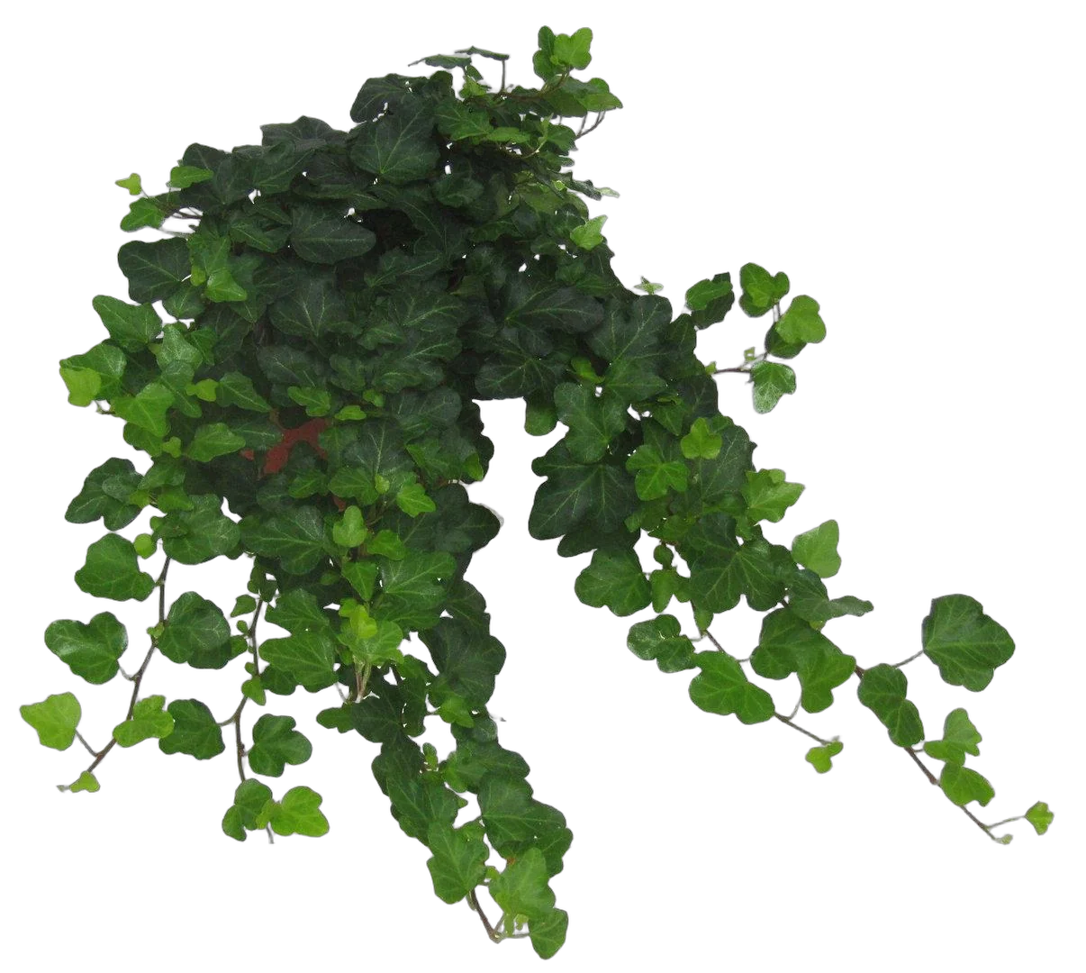 Хедера, плющ - Hedera  D15 H30