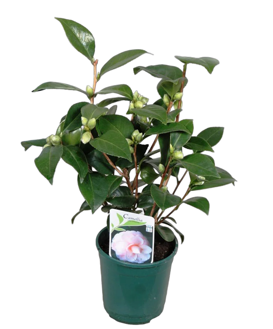 Камелия японская - Camellia D12 H20