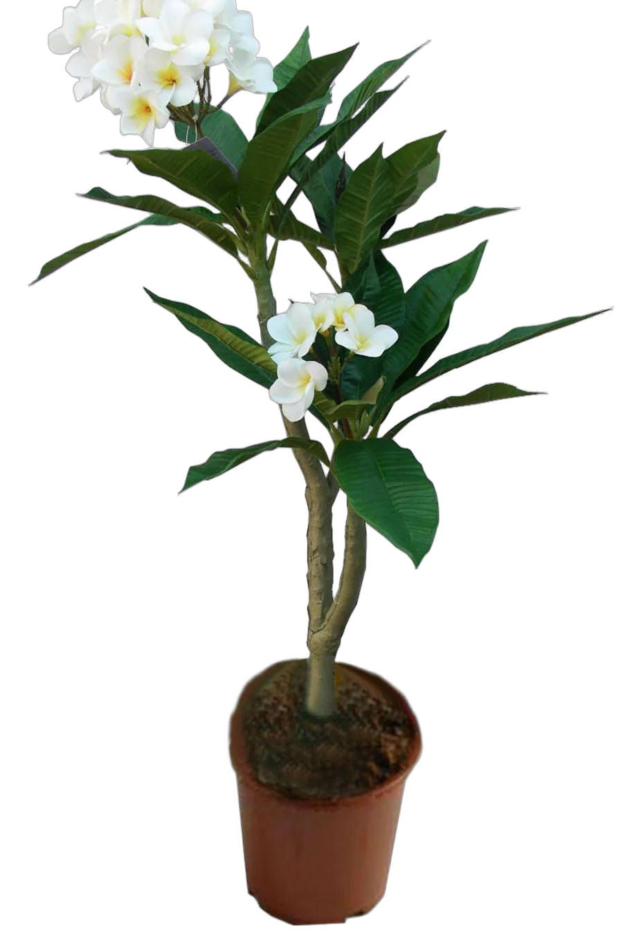 Плюмерия - Plumeria D14 H50