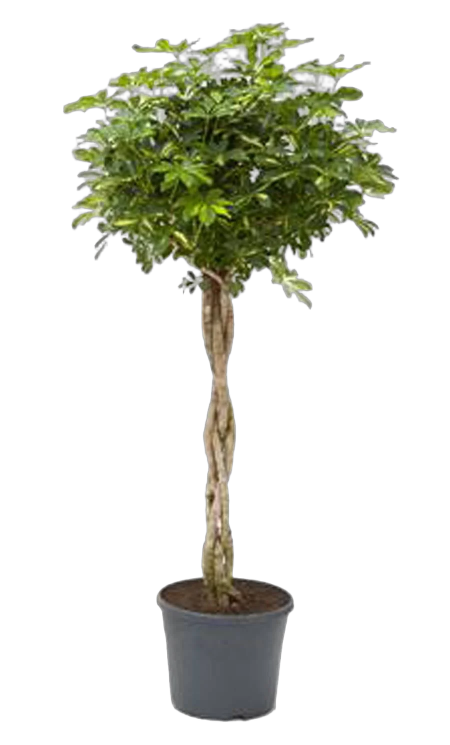 Шеффлера Голд Капелла косичка - Schefflera gold capella D27 H170