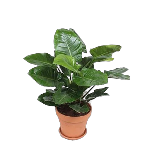 Филодендрон Грин Империал - Philodendron Imperial Green D30 H70