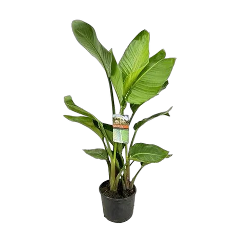 Стрелиция Августа - Strelitzia Augusta D21 H120