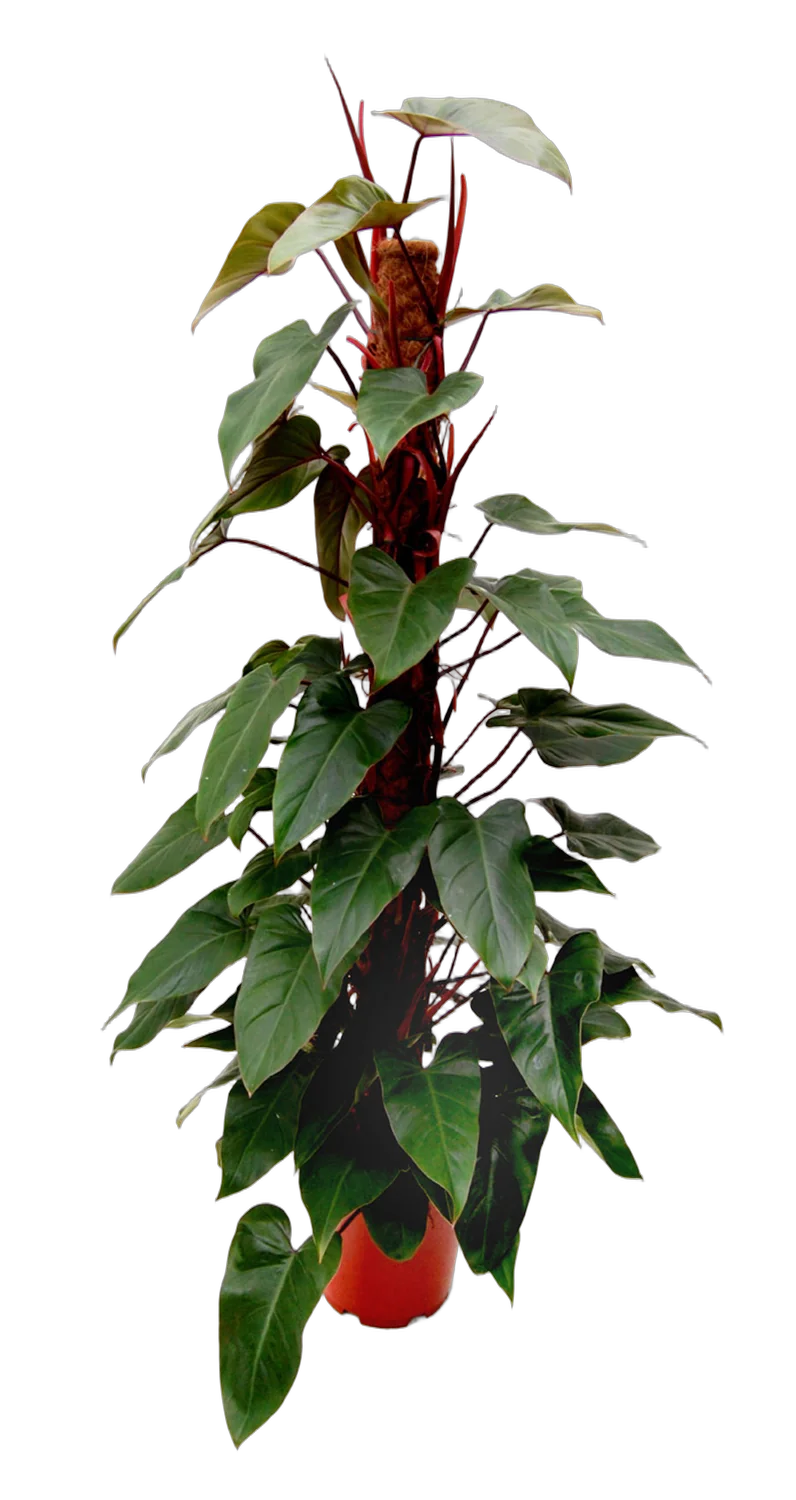 Филодендрон Ред Эмеральд - Philodendron Red Emerald  D28 H150