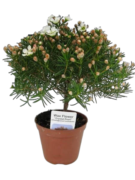 Хамелациум - Chamelaucium D12 H25