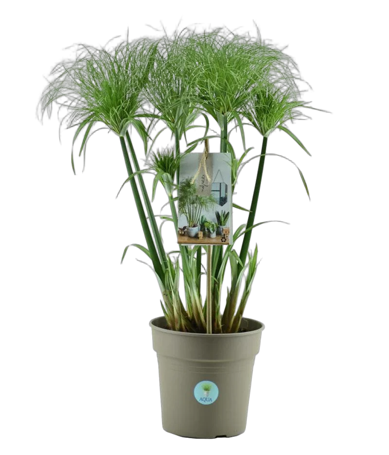 Циперус Папирус Нефертити - Cyperus papyrus Nofretete D21 H70