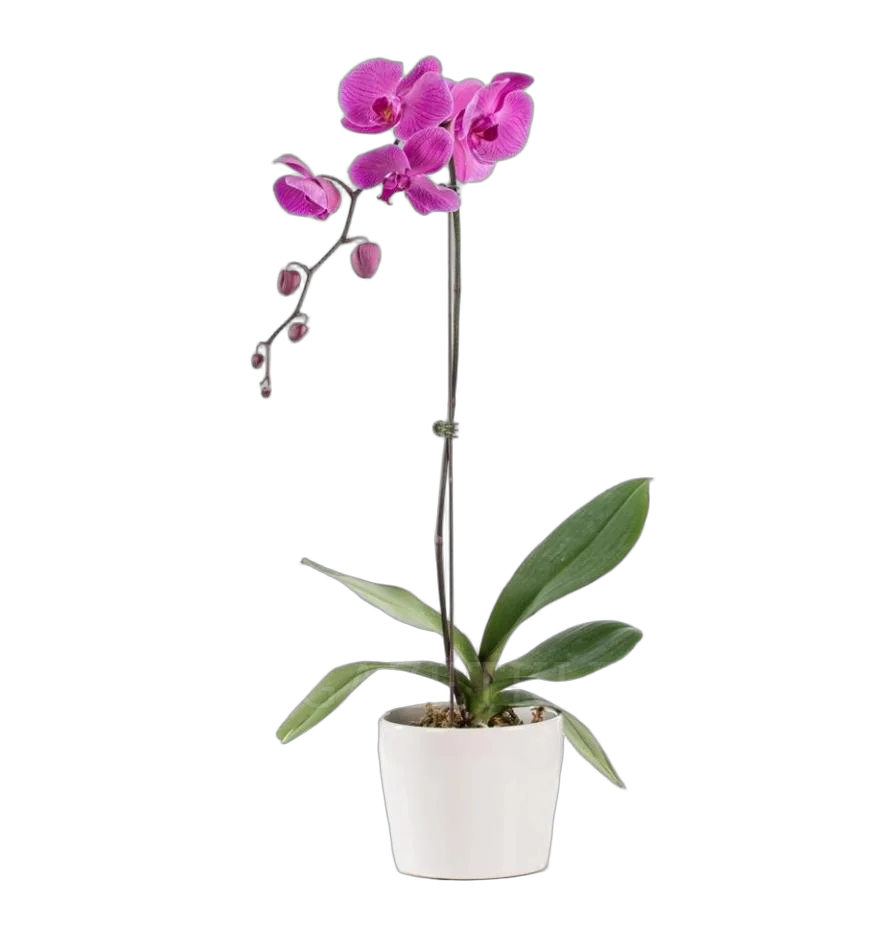 Мэгик Дрим - Magic Dream D