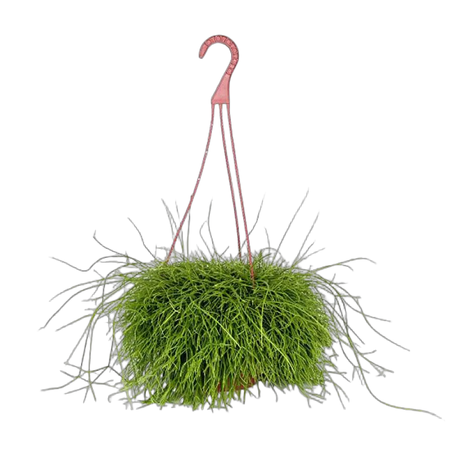 Рипсалис волосовидный - Rhipsalis capilliformis D18 H30