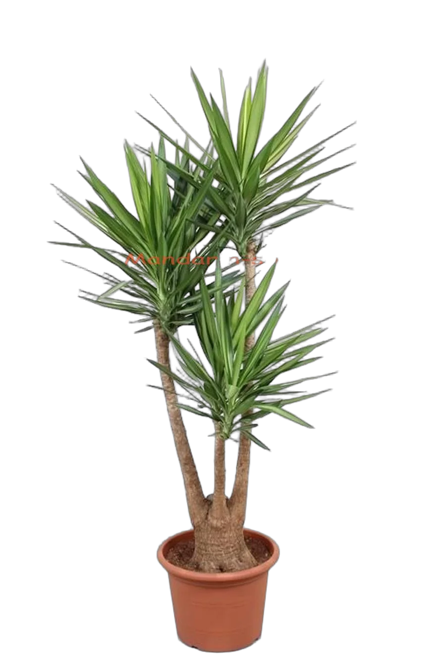 Пальма Юкка слоновая - Yucca elephantipes branched D45 H180