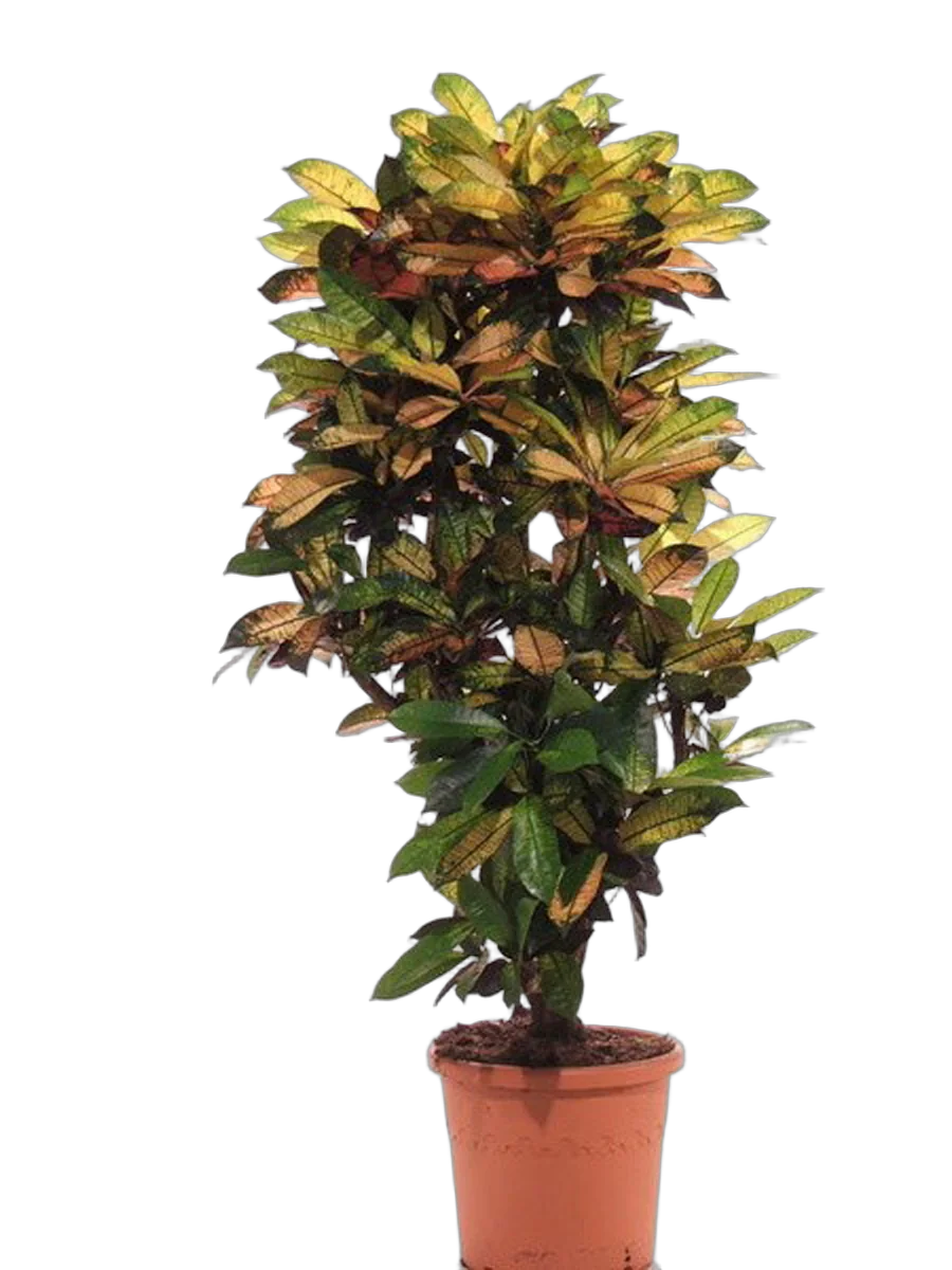 Кодиеум Миссис Айстон D180 H30