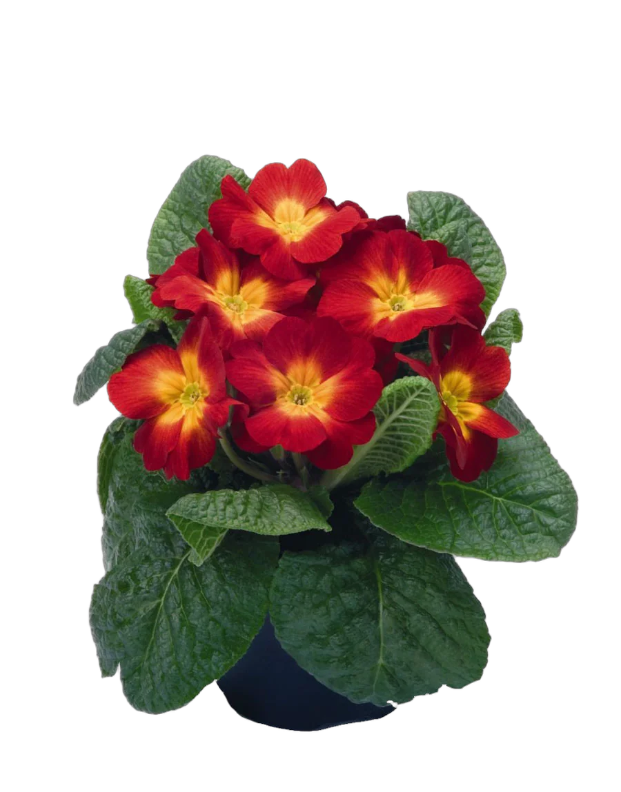 Примула обконика красно-желтая - Primula D9 H15