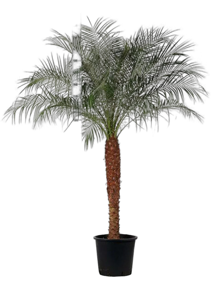 Пальма Финик Робелини - Phoenix roebelenii D40 H200