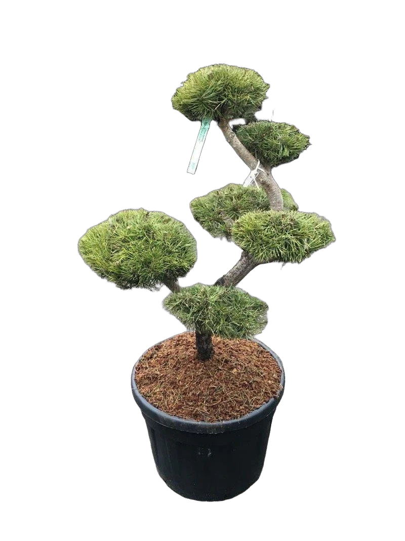 Бонсай Сосна - Bonsai Pinus contorta D65 H160