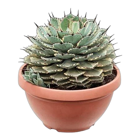 Агава потаторум Кичиокан - Agave Potatorum Kichiokan D35 H45