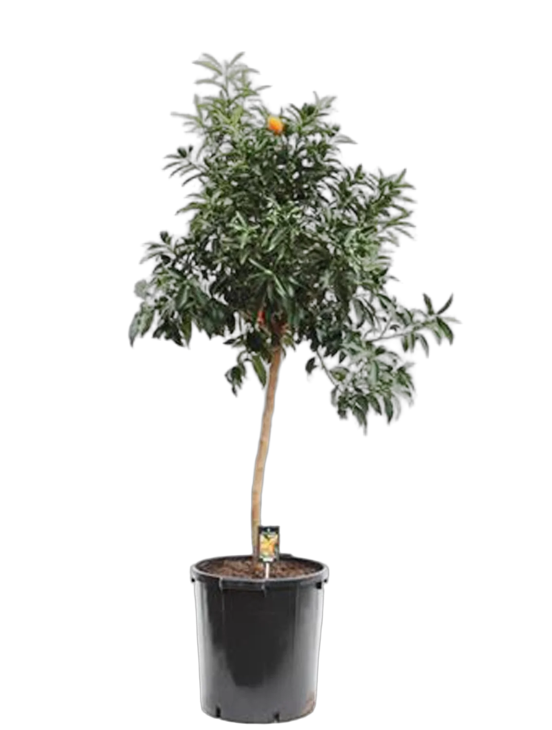 Кумкват - Kumquat D35 H170